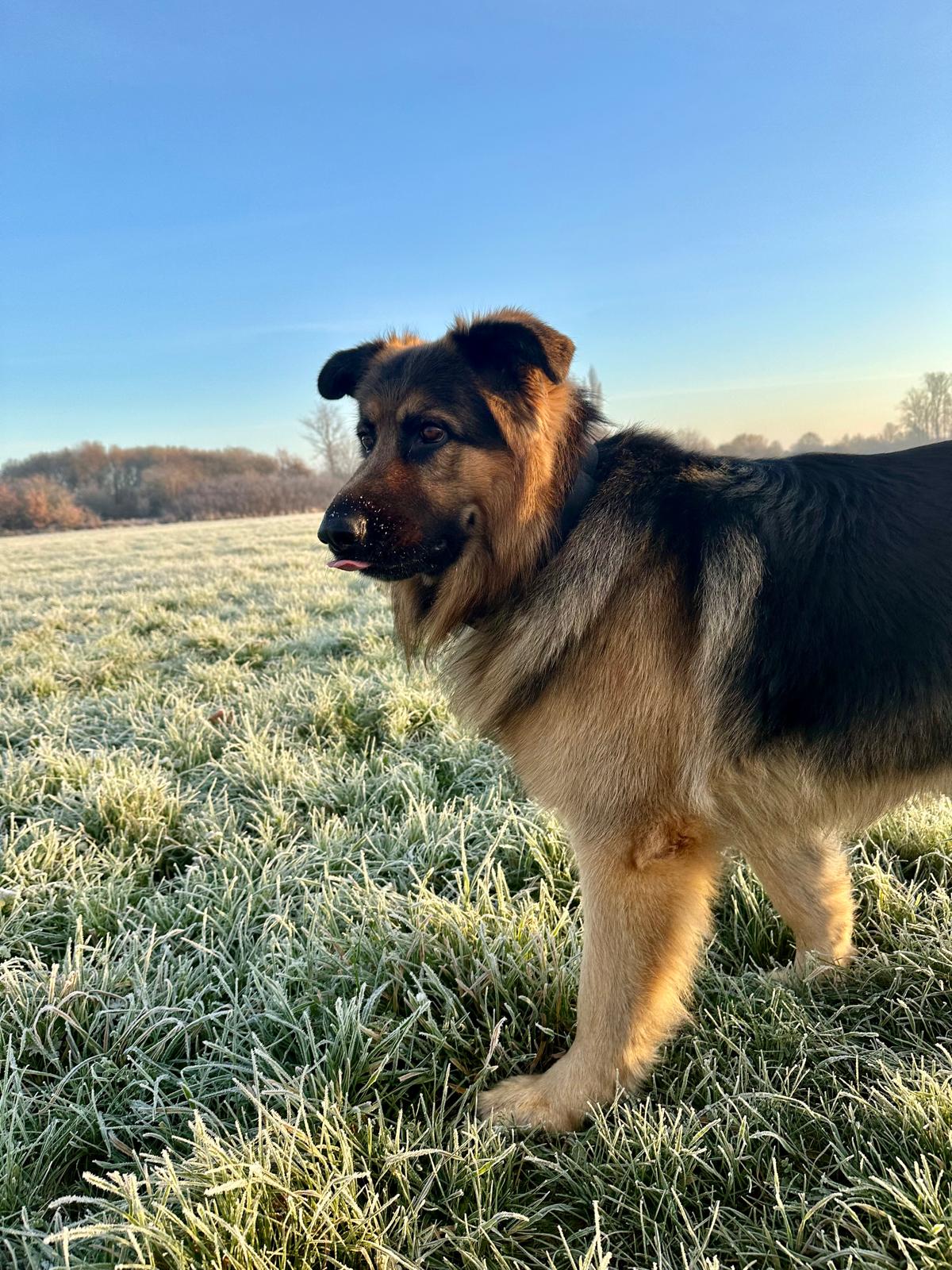 Dog Breeder Insurance UK: Check the Gaps Before You Need to Claim