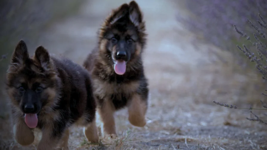 Two German Shepherds running together outdoors