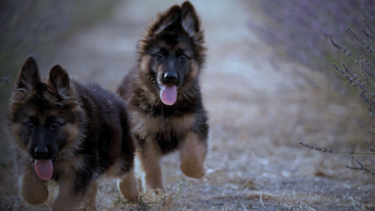 Two German Shepherds running together outdoors