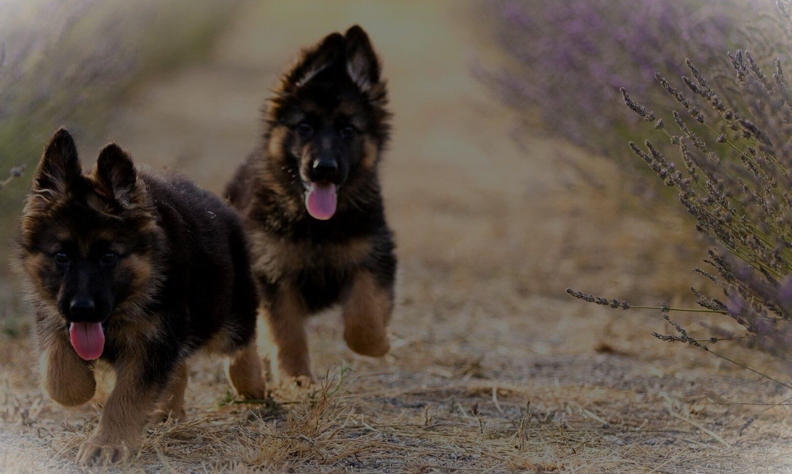 Two German Shepard Stud dogs running towards the camera