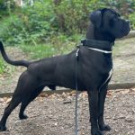 Cane Corso dog for stud posing for the camera