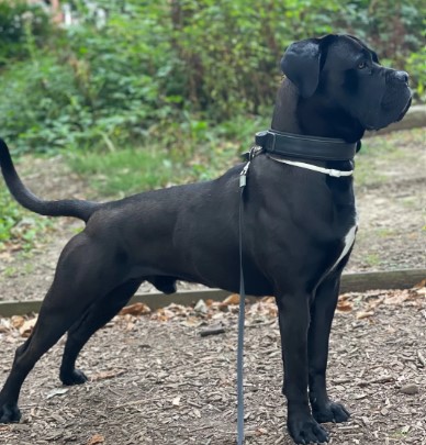 Cane Corso dog for stud posing for the camera