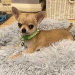 Rico Chihuahua for stud in aberdeen