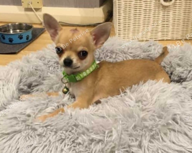 Rico Chihuahua for stud in aberdeen