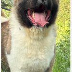 Healthy Akita Stud Dog Available in Leicester