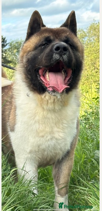 Healthy Akita Stud Dog Available in Leicester