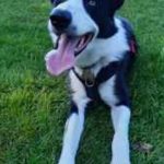 Border Collie for Stud happy and calm facing camera