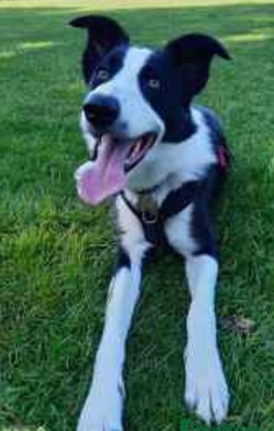 Border Collie for Stud happy and calm facing camera