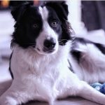 Border Collie Dog for Stud