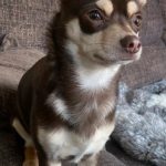 Chocolate Chihuahua dog for stud