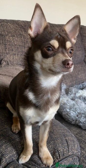 Chocolate Chihuahua dog for stud