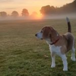 Beautiful Beagle Stud dog
