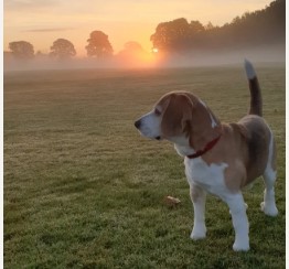 Beautiful Beagle Stud dog