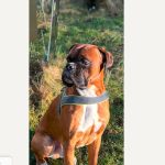 Boxer Stud dog located in Tredegar