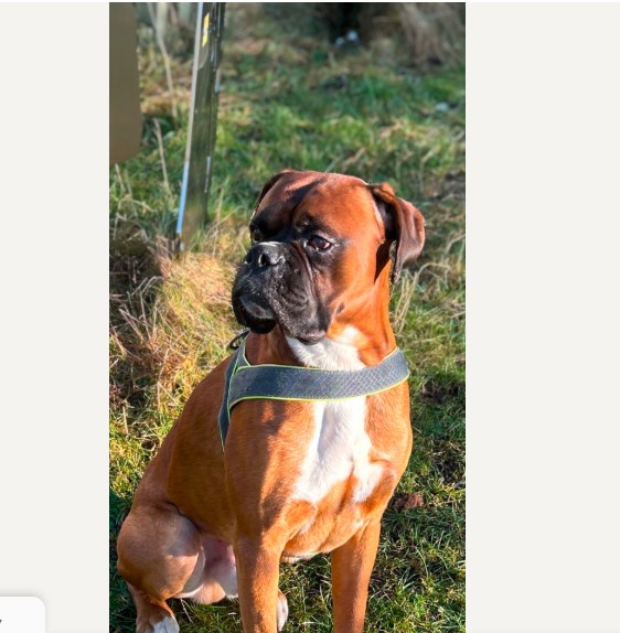 Boxer Stud dog located in Tredegar
