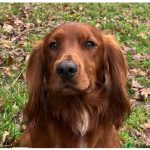 Trigger the working cocker spaniel for stud looking at the camera