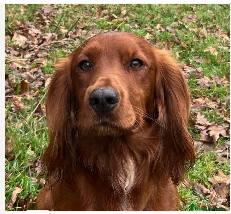 Trigger the working cocker spaniel for stud looking at the camera