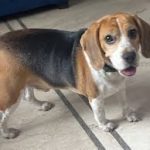 Beagle stud dog near me. Beagle dog for stud facing camera ready to breed