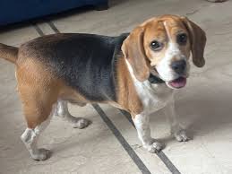 Beagle stud dog near me. Beagle dog for stud facing camera ready to breed
