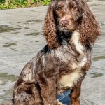 Merley the cocker spaniel for stud