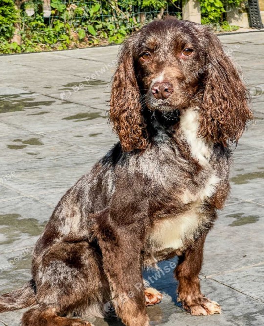 Merley the cocker spaniel for stud