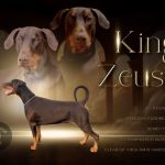 zeus