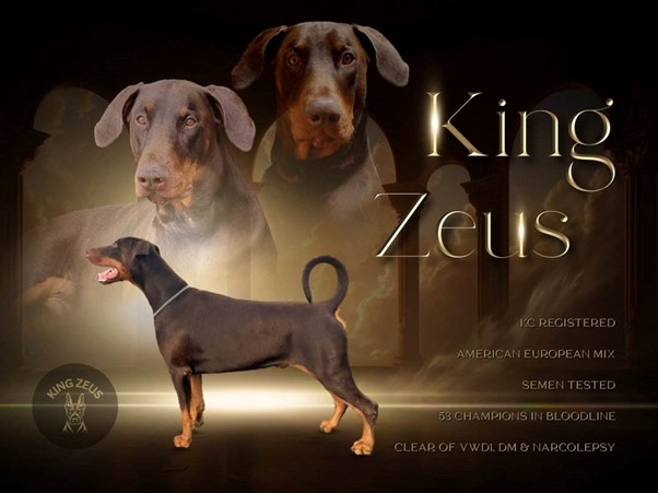zeus
