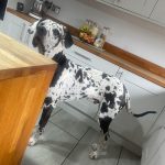 fc5878f0-98ce-49d9-9205-186ffd06362a