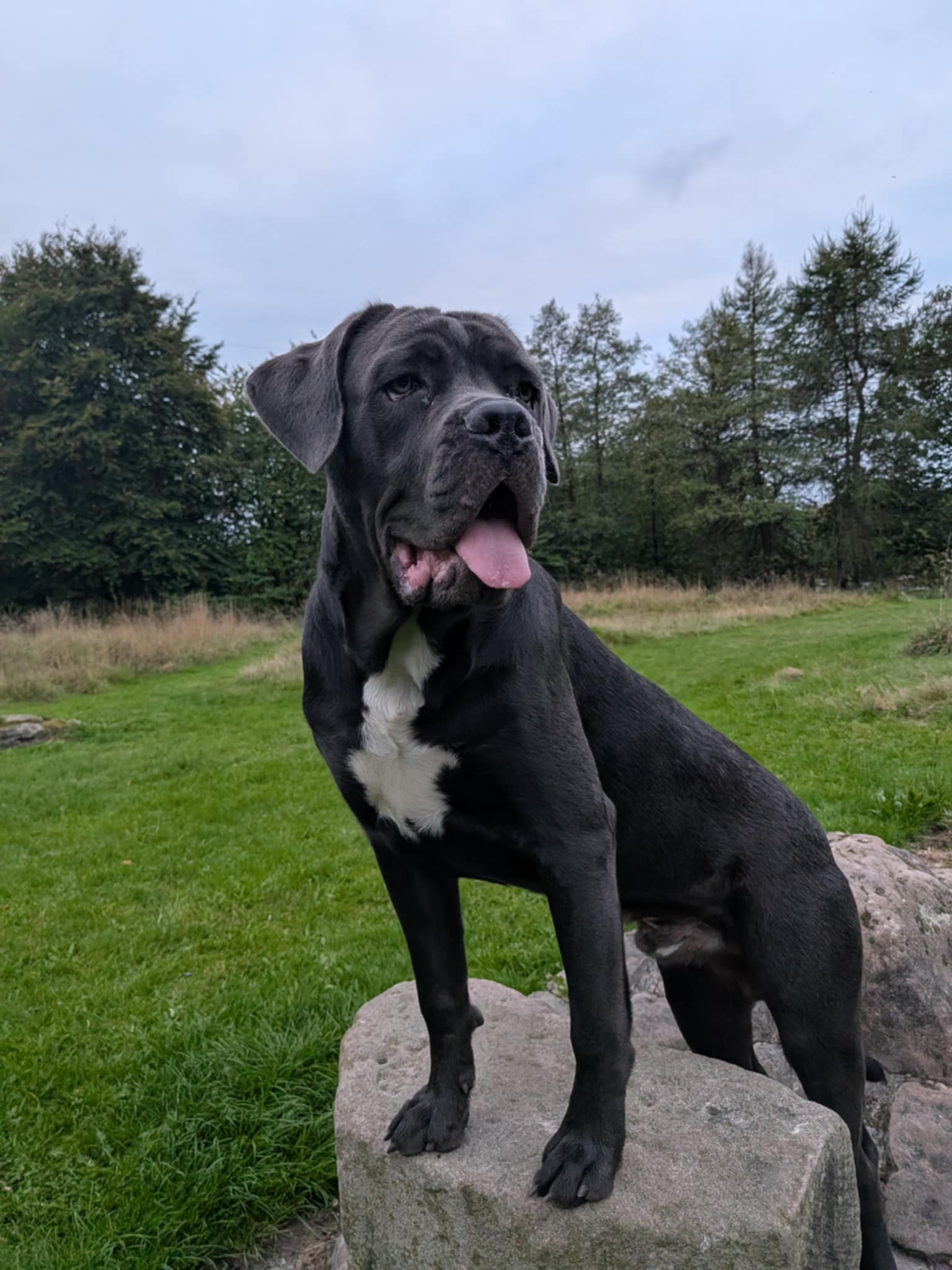 att.pJIpI96DjoW05I5ZQAXOjyrf3WWuZFI0tcjzlr-IznA