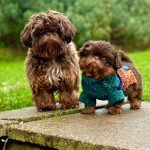 da9dba9b-8b9d-4ab8-8f19-385d03079472