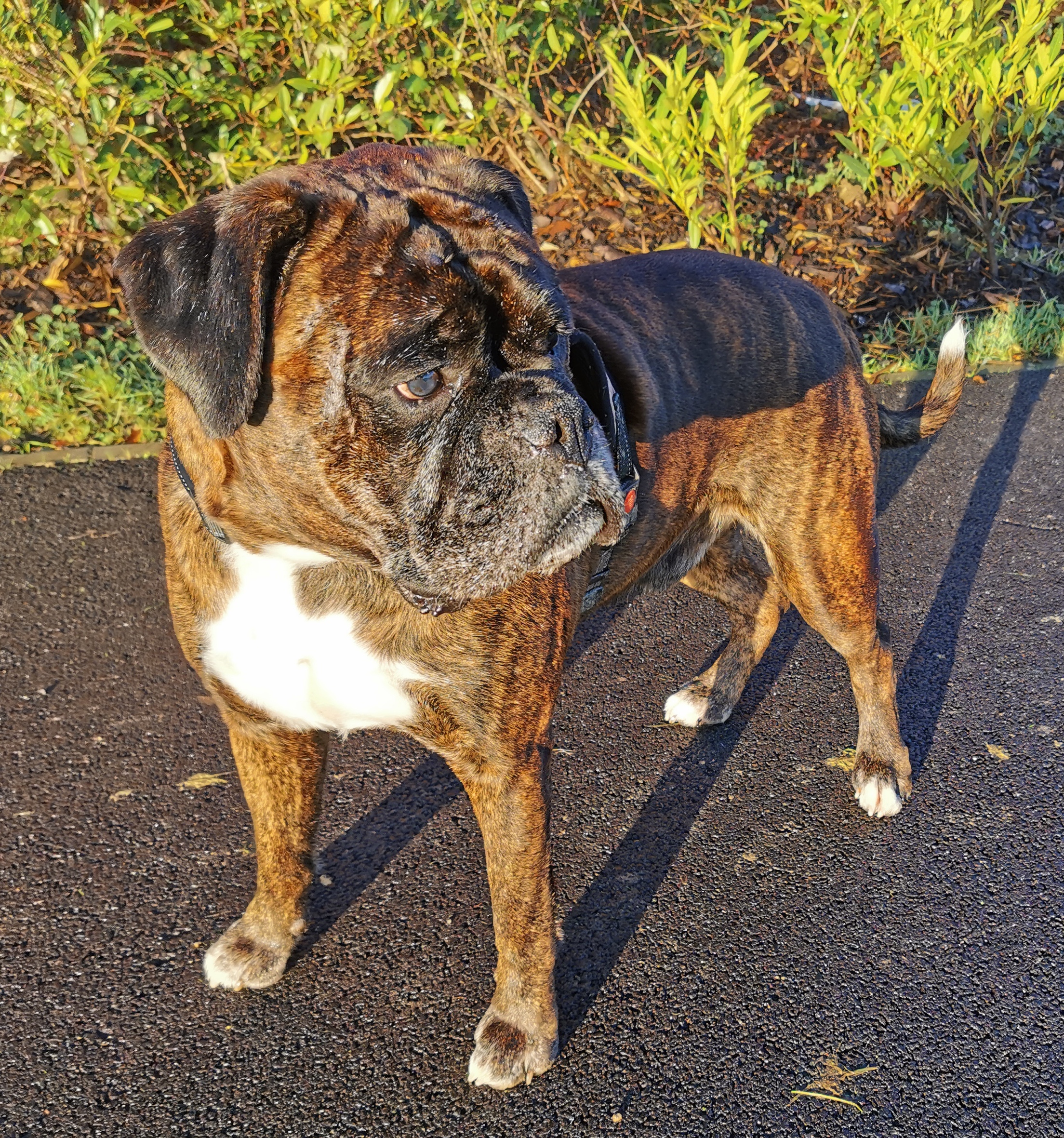 IMG_20241229_095237_edit_107972338624148