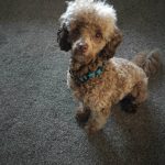 Teddy at 16 months 2