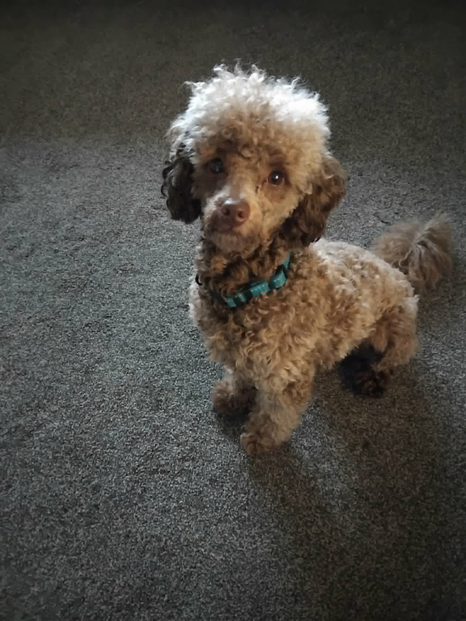 Teddy at 16 months 2