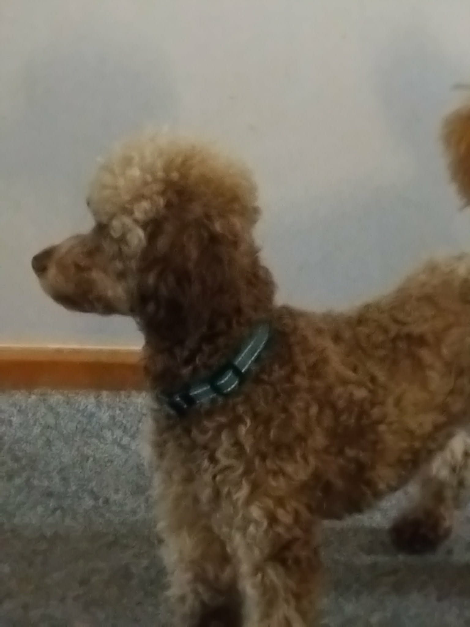 Teddy at 16 months 3