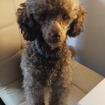 Teddy at 16 months