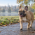 Healthy French Bulldog walking comfortably outdoors in cool weather