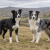 Smooth and moderately long-coated Border Collies showing different responsible breed-standard colours