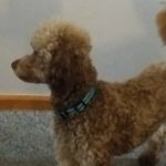 Teddy at 16 months 3