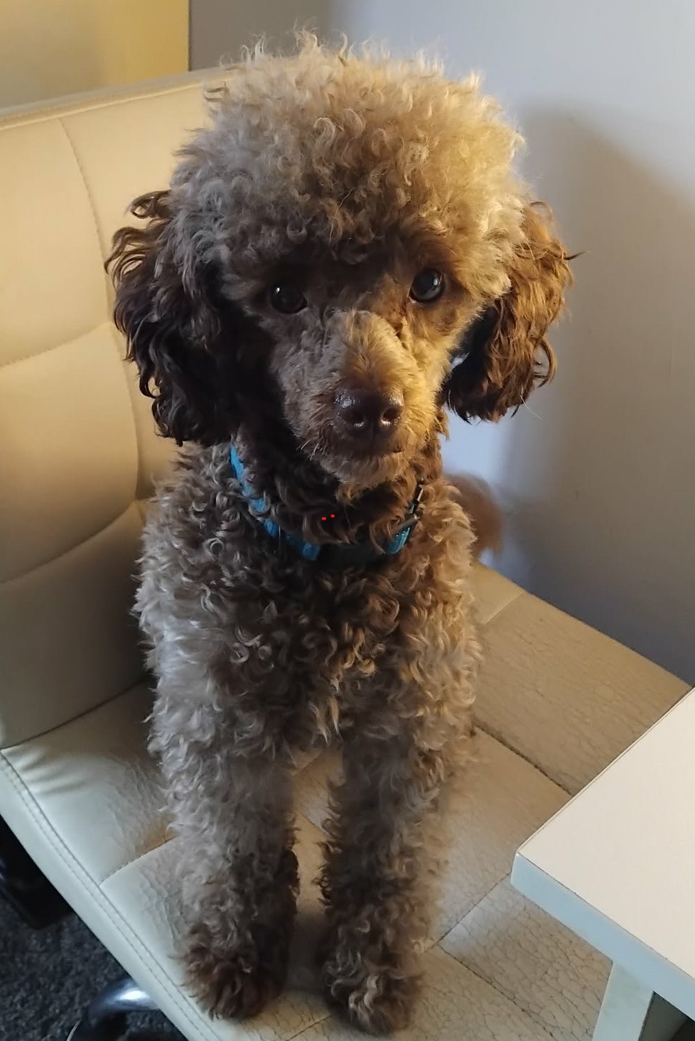 Teddy at 16 months