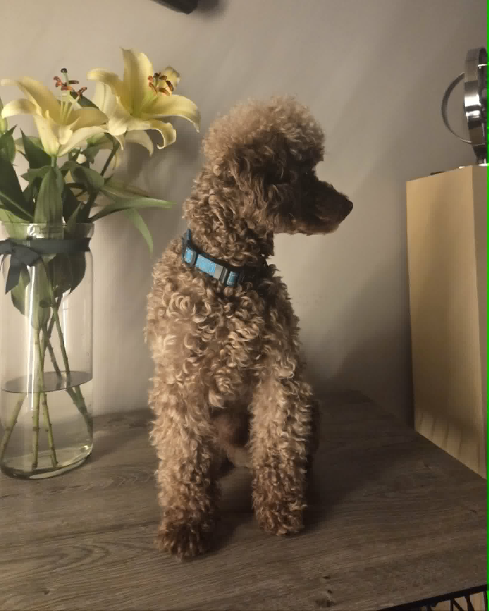 Teddy 7