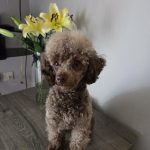 teddy at 16 months 5