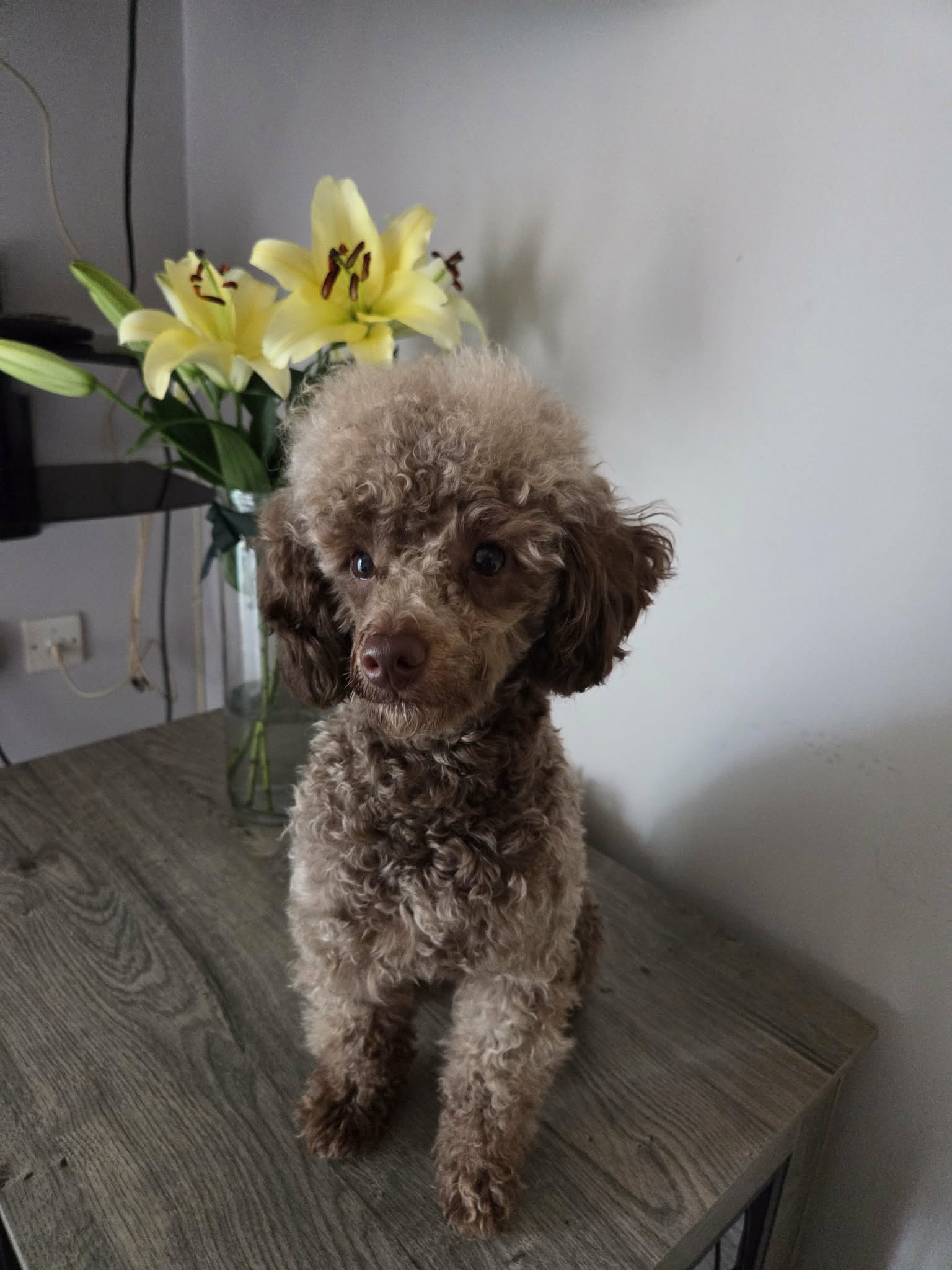 teddy at 16 months 5