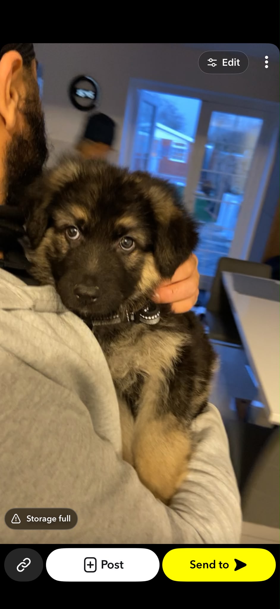 Loki as a German Shepherd puppy