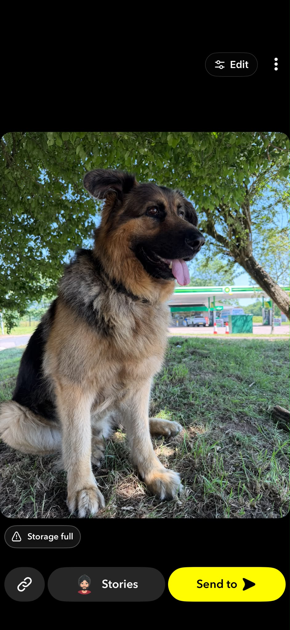 Loki grown up outdoors