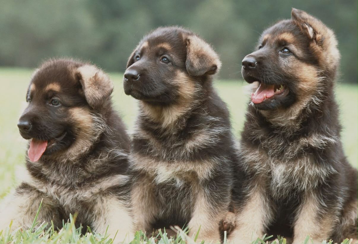 Three of Loki's puppies together