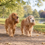 Healthy adult and senior Cocker Spaniels walking together in a UK park